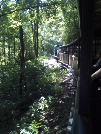 A Bükk erdőiben kanyarog